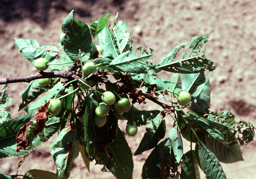 Severe case where chlorotic areas become necrotic and fall out created shot-holed or tattered leaves. 