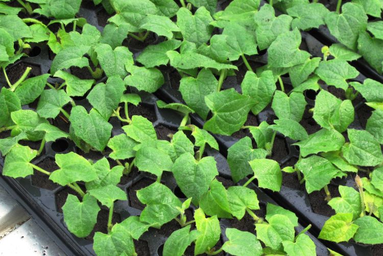 Thunbergia is a plant species categorized as high-priority and senesces quickly. Vegetative cuttings should be stuck into rooting media within four hours of arrival. Photo by Roberto Lopez, Purdue University