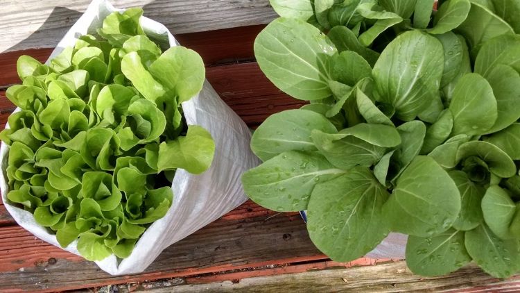 Salad greens and bok choy in bags