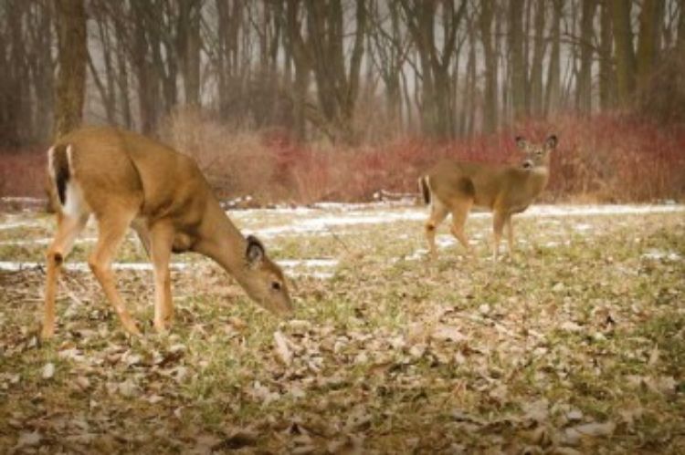 White-tailed deer. Photo credit: Scott Bauer, USDA Agricultural Research Service, Bugwood.org