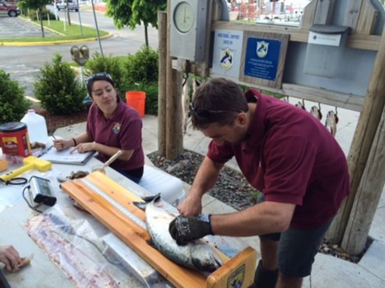 Two U.S. Fish and Wildlife Service technicians examine and collect biological data from a Chinook salmon that is laying on a table.