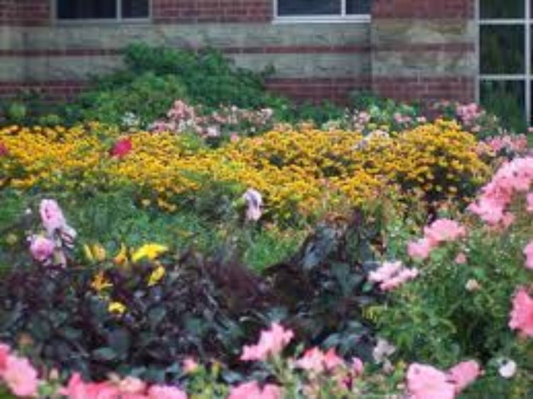 Starting perennials from seed is a great and inexpensive way to add new varieties to your garden! | MSU Extension