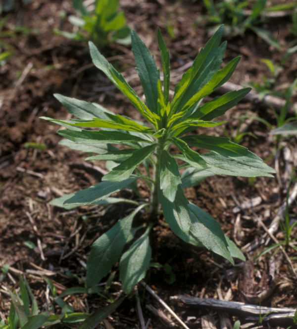horseweed or marestail plant