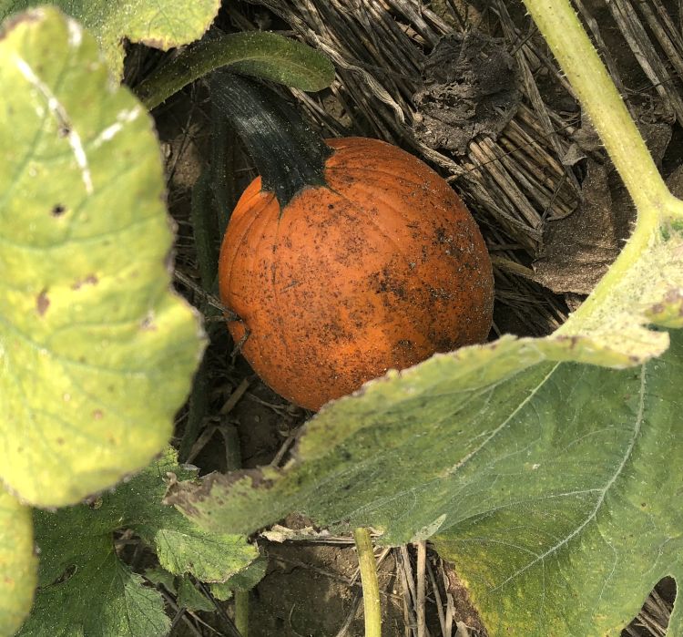 Mold on pumpkin