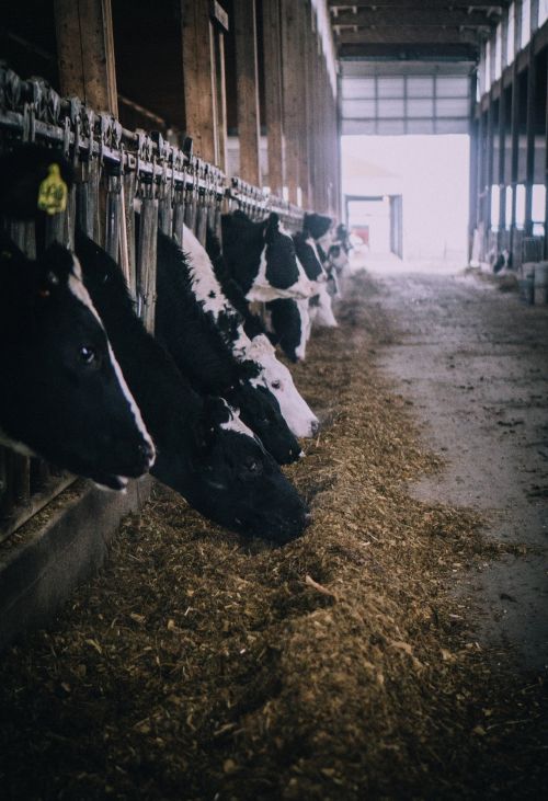 Dairy cows eating in a barn.