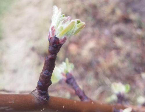 Zestar apple bud