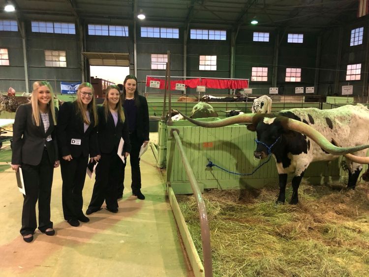 MSU Judging Team Members stand next to a long horn cow
