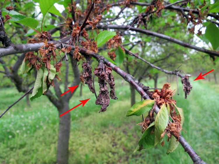 European brown rot symptoms on Montmorency tart cherries. Arrows point to infected spurs from the previous season that serve as overwintering sites of the pathogen and sites of sporulation in the current season.
