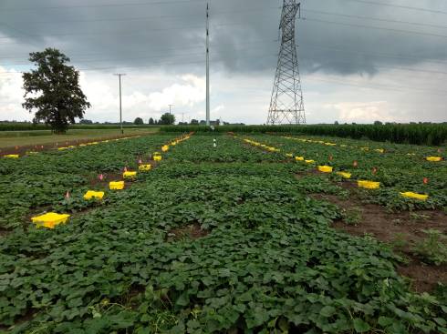 cucumber field