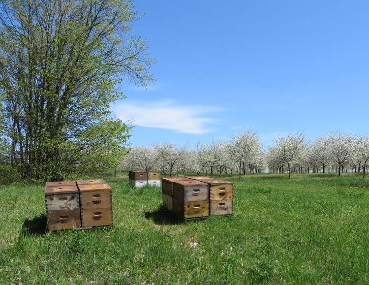 Honey bee apiaries in a cherry ochard.