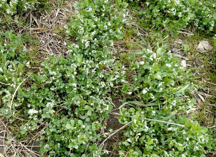 Alfalfa is resuming growth in southwest Michigan fields.