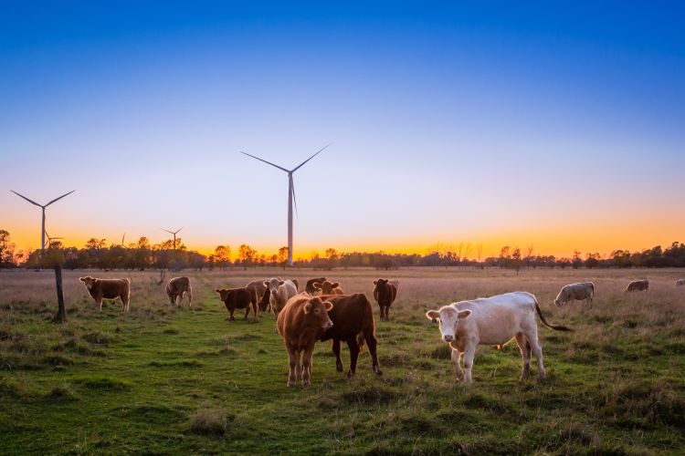 Cows in a green pasture at sunrise with trees on the horizon and wind turbines in the background.