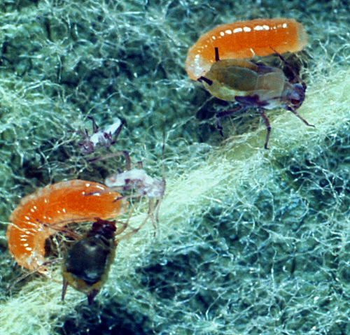 Larvae prey on aphids, mites and other soft-bodied insects.