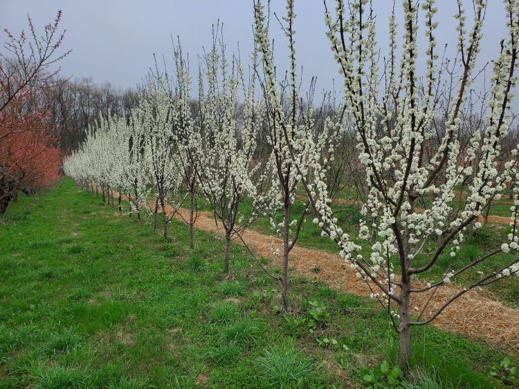 Plum and peach trees in bloom.