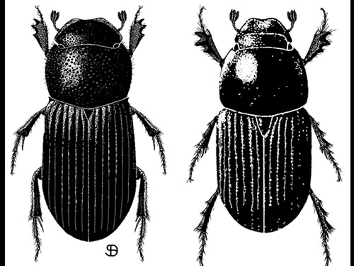 Ataenius beetle (left) and Aphodius beetle (right) 