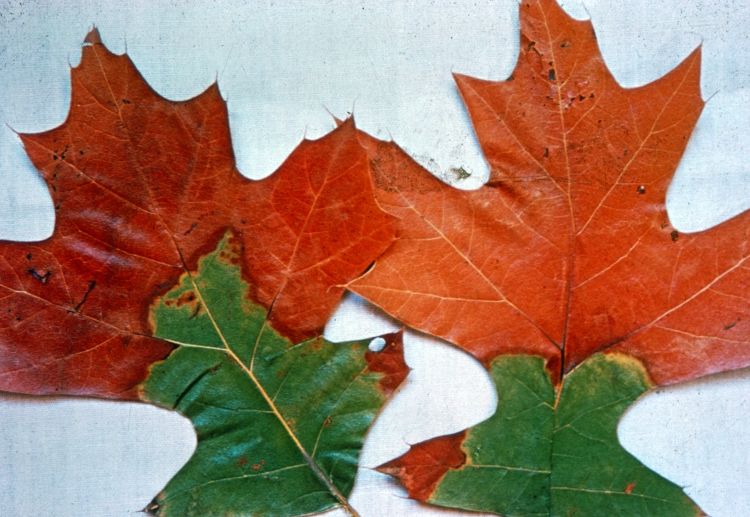 Oak wilt. Photo: C.E. Seliskar, Bugwood.org