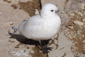 In life, ivory gull draws crowd -- and in death, will contribute to science