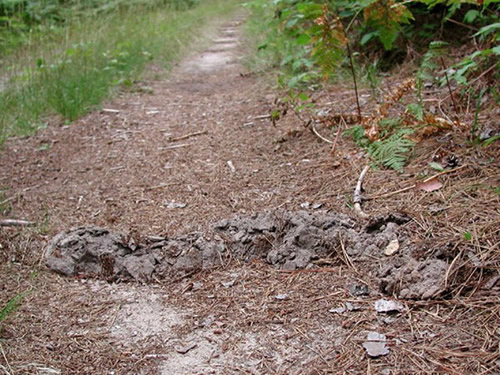 Evidence of a mole: raised burrow in dirt 