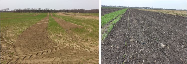 Two different kind of rye windbreaks.