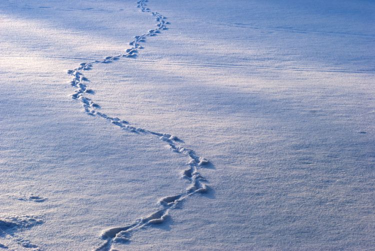 Snow tracking: What to look for and why tracks are there - MSU Extension