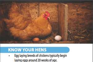 Tips for New Hen Owners