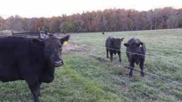 three black cows standing in a green pasture