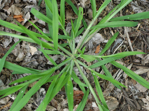  Smooth Crabgrass3.jpg 