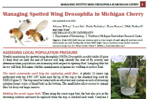 Managing Spotted Wing Drosophila in Michigan Cherry