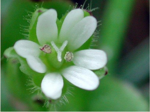  common chickweed5.jpg 