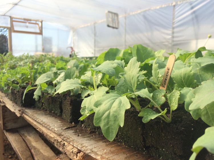 High quality potting mixes provide adequate nutrients, water, and air to seedlings, resulting in productive growth and improved plant health. Photo credit: Collin Thompson, MSU