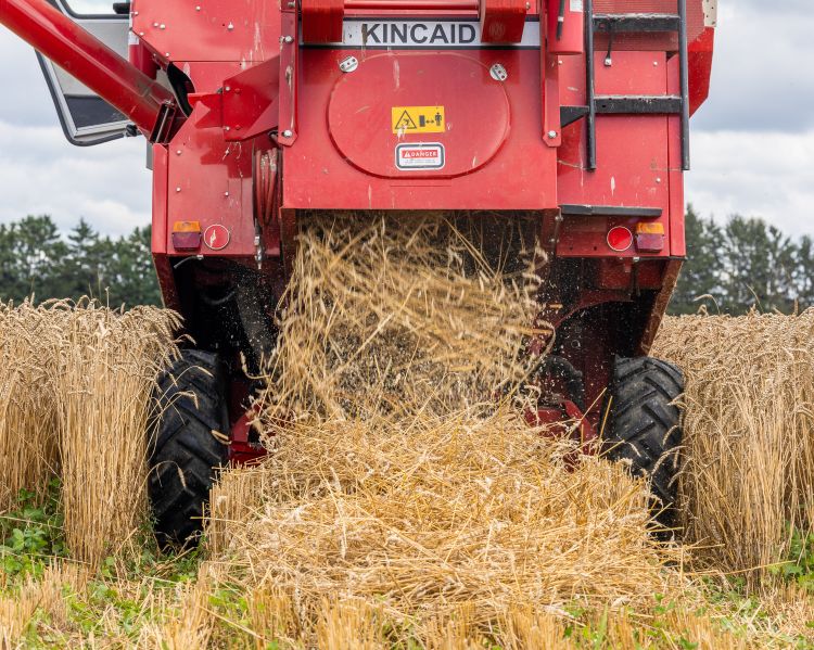 A close-up view from behind a red Kincaid combine harvester as it processes a mature wheat crop. Golden straw pours out of the machine’s chute, spreading across the ground, while tall wheat stalks remain standing on either side.