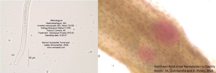 Meloidogyne hapla and northern root knot nematodes