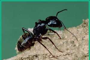 Carpenter Ants Plant Pest Diagnostics