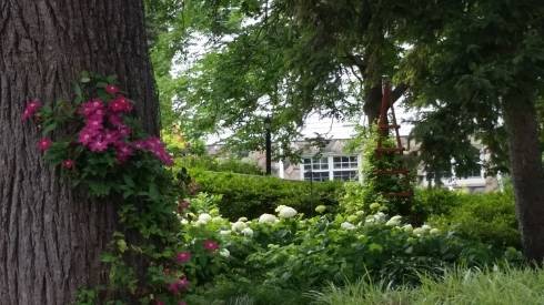 Hosta garden and shade perennials at MSU Tollgate
