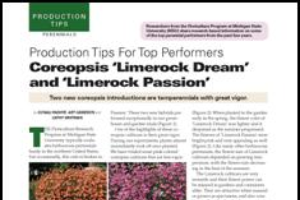 Production tips for top performers: Coreopsis 'Limerock Dream' and 'Limerock Passion'
