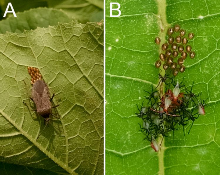 Figure 1. (A) Squash bug adult laying eggs, and (B) newly hatched eggs and early nymphs. Photo credit: A.L. Buchanan