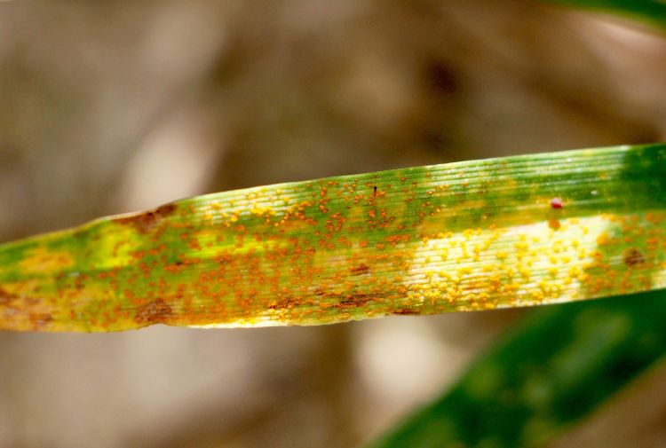 Stripe rust on wheat.