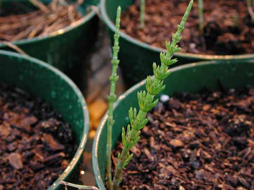  Field Horsetail5.jpg 