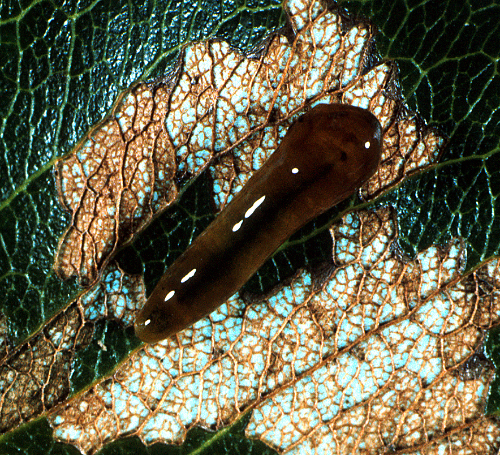 Larva is small, dark green to orange, slug-like and covered with slime with the front part of the body enlarged. 