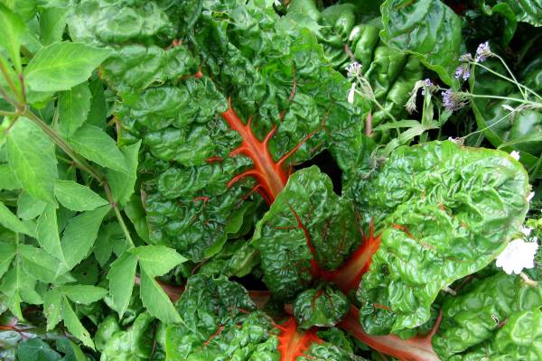 How To Grow Swiss Chard Msu Extension