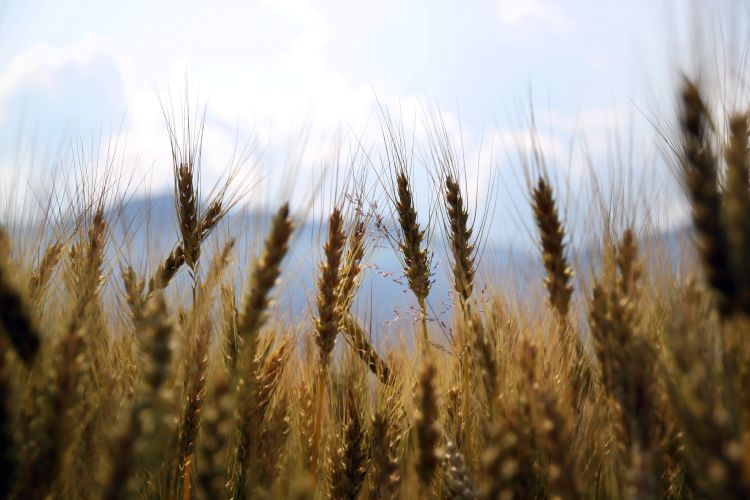 Wheat field