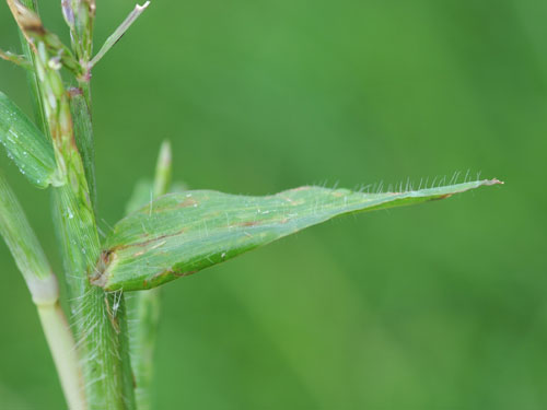  large crabgrass5.jpg 