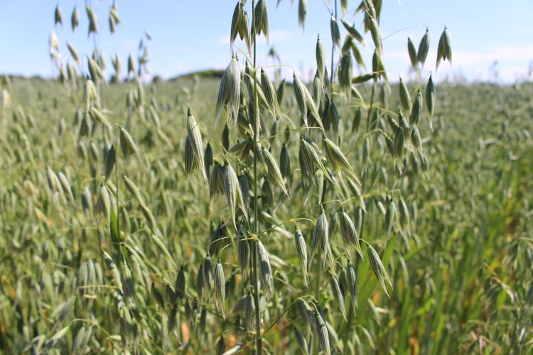 Oats will be integrated into a multi-year research project to determine the feasibility of locally grown, processed, and marketed grains. | Photo by Ashley McFarland