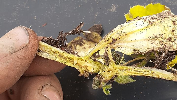 East Michigan Vegetable Update May 27 2020 Vegetables