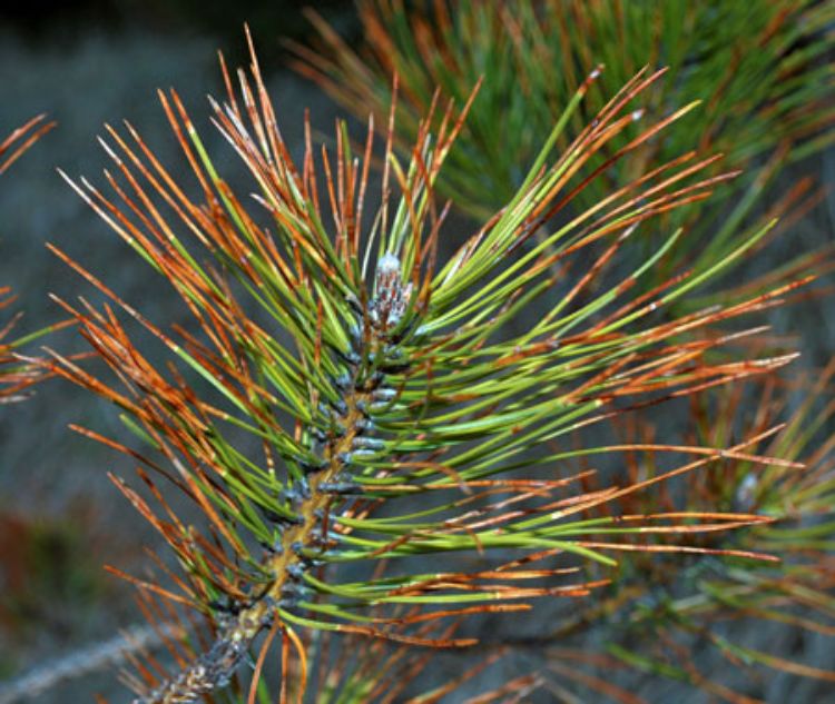 Dothistroma needle blight.