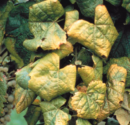  Leaves with golden yellow patches and curled downward. 