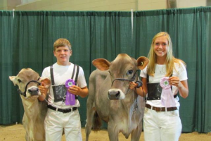 History of dairy cow breeds: Brown Swiss