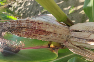 Strategies for Managing Mycotoxins, Ear Rots, and Ear Damaging Insects in Corn Silage