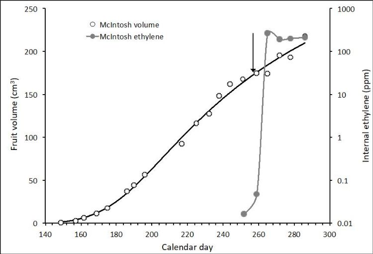 Growth of McIntosh apple fruit and ethylene production