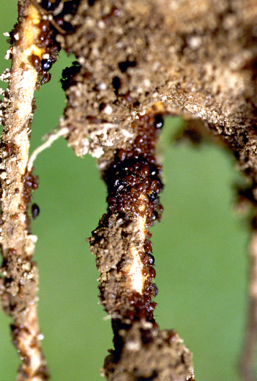  Feeding on young roots causes stunted growth. 